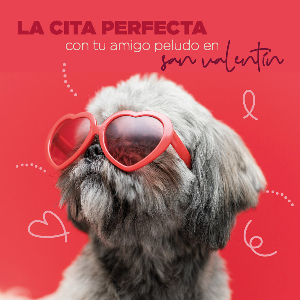 La cita perfecta con tu amigo peludo en San Valentín – Nakan Pets, image size:1000x1000