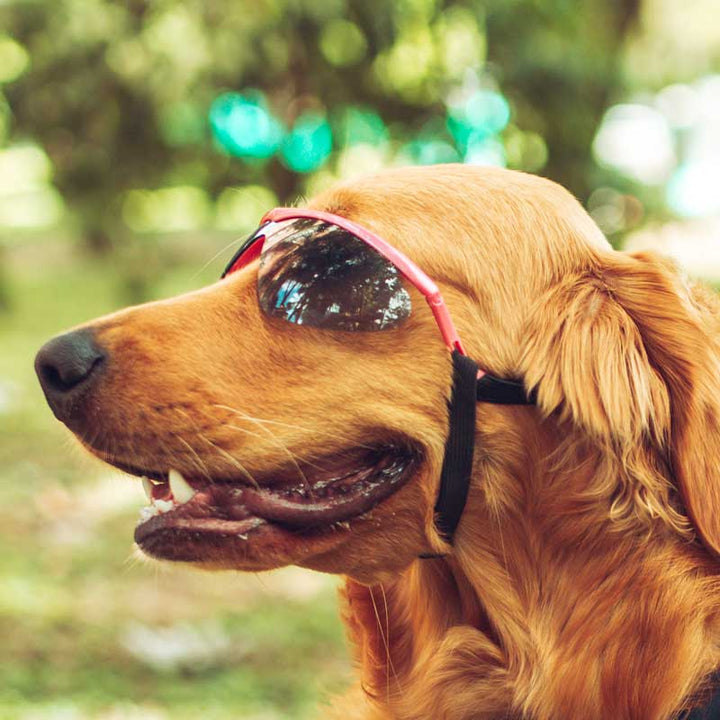 Imagen del producto: Gafas Razza