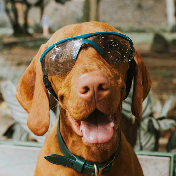 Imagen del producto: Gafas Razza