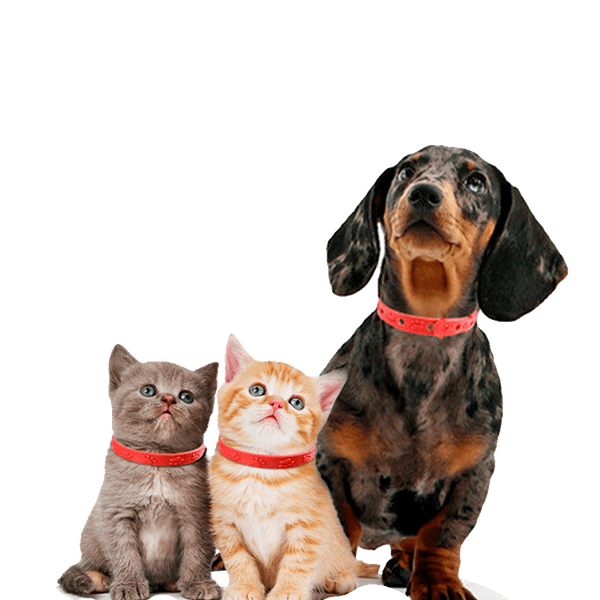 Imagen del producto: Collar Antipulgas para mascotas
